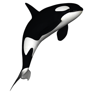 Killer whale PNG-71271